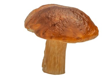 Beyaz arka planda izole edilmiş orman beyaz mantarı. Boletus edulis: ps, penny bun, porcini pr porcini bazidiomycete mantarıdır ve Boletus cinsinin bir türüdür..