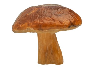 Beyaz arka planda izole edilmiş orman beyaz mantarı. Boletus edulis: ps, penny bun, porcini pr porcini bazidiomycete mantarıdır ve Boletus cinsinin bir türüdür..