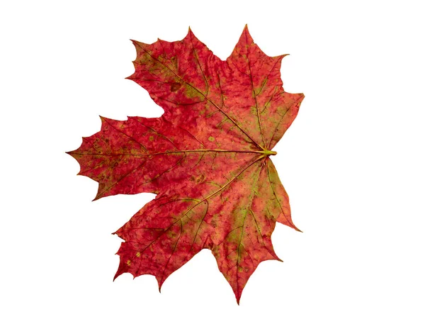 Rote Und Gelbe Herbst Ahornblatt Isoliert Auf Weißem Hintergrund — Stockfoto