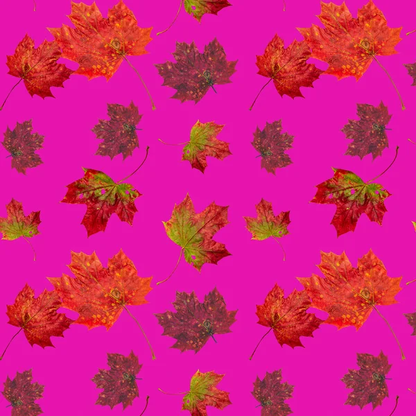 Soyut dikişsiz doku, kırmızı ve sarı sonbahar akçaağaç yapraklı sanat duvar kağıdı. Akçaağaç Yapraklarının Yakın Çekimi. 