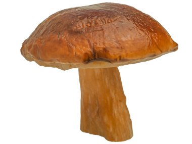 Beyaz arka planda izole edilmiş orman beyaz mantarı. Boletus edulis: ps, penny bun, porcini pr porcini bazidiomycete mantarıdır ve Boletus cinsinin bir türüdür..