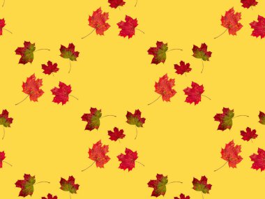 Soyut dikişsiz doku, kırmızı ve sarı sonbahar akçaağaç yapraklı sanat duvar kağıdı. Akçaağaç Yapraklarının Yakın Çekimi. 