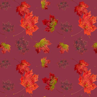 Soyut dikişsiz doku, kırmızı ve sarı sonbahar akçaağaç yapraklı sanat duvar kağıdı. Akçaağaç Yapraklarının Yakın Çekimi. 