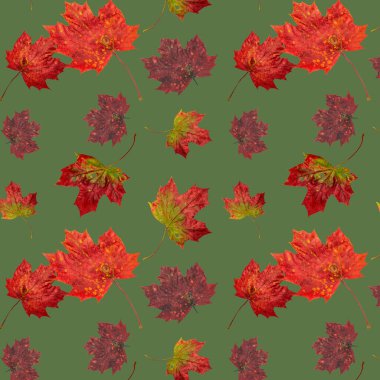 Soyut dikişsiz doku, kırmızı ve sarı sonbahar akçaağaç yapraklı sanat duvar kağıdı. Akçaağaç Yapraklarının Yakın Çekimi. 