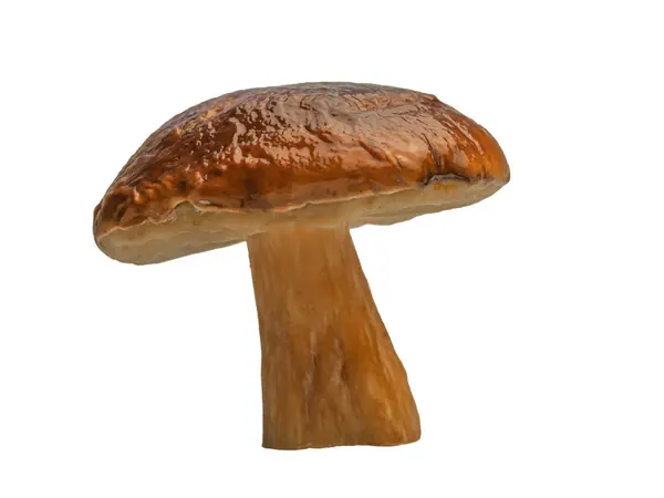 Skog Vit Svamp Isolerad Vit Bakgrund Boletus Edulis Cep Penny — Stockfoto