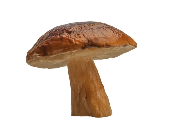 Beyaz Arka Planda Izole Edilmiş Orman Beyaz Mantarı Boletus Edulis — Stok fotoğraf