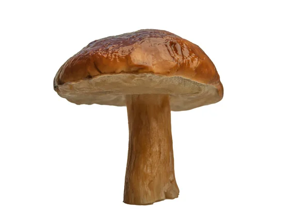 Forest White Mushroom Isolated White Background Boletus Edulis Cep Penny — Stock Photo, Image