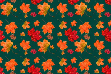 Sonbahar akçaağaç yaprakları pürüzsüz doku, sanat duvar kağıdı. Sonbahar kavramı. Renkli yaprak koleksiyonu. 