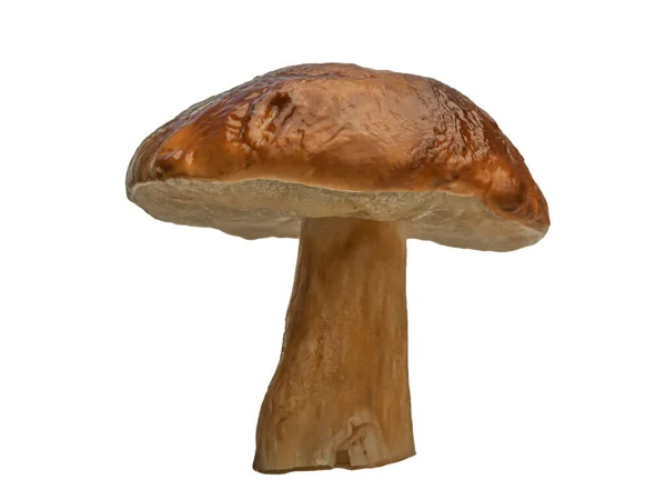 Bílé Lesní Houby Izolované Bílém Pozadí Boletus Edulis Cep Penny — Stock fotografie