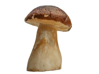 Beyaz arka planda izole edilmiş orman beyaz mantarı. Boletus edulis: ps, penny bun, porcini pr porcini bazidiomycete mantarıdır ve Boletus cinsinin bir türüdür..