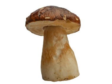 Beyaz arka planda izole edilmiş orman beyaz mantarı. Boletus edulis: ps, penny bun, porcini pr porcini bazidiomycete mantarıdır ve Boletus cinsinin bir türüdür..