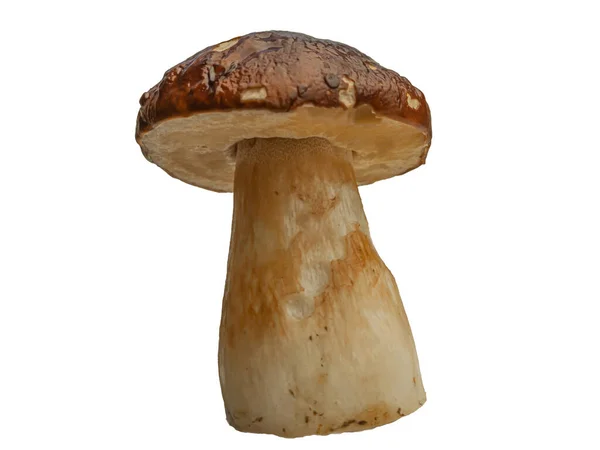 Skog Vit Svamp Isolerad Vit Bakgrund Boletus Edulis Cep Penny — Stockfoto