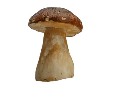 Beyaz arka planda izole edilmiş orman beyaz mantarı. Boletus edulis: ps, penny bun, porcini pr porcini bazidiomycete mantarıdır ve Boletus cinsinin bir türüdür..