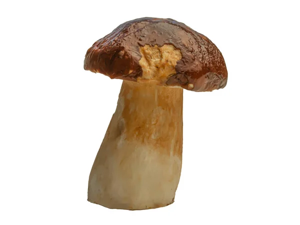 Bílé Lesní Houby Izolované Bílém Pozadí Boletus Edulis Cep Penny — Stock fotografie