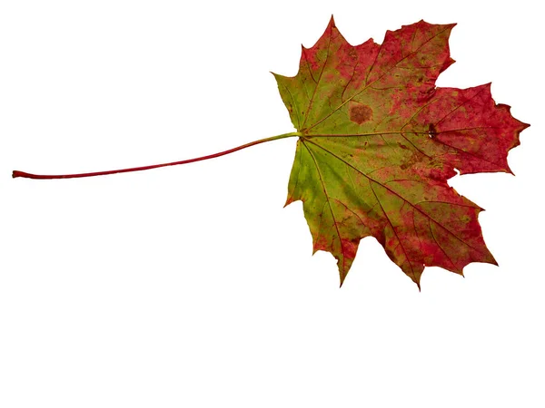 Czerwony Żółty Jesień Klon Liść Izolowane Białym Tle — Zdjęcie stockowe