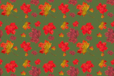 Sonbahar akçaağaç yaprakları pürüzsüz doku, sanat duvar kağıdı. Sonbahar kavramı. Renkli yaprak koleksiyonu. 