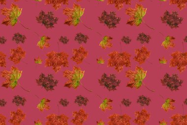 Sonbahar akçaağaç yaprakları pürüzsüz doku, sanat duvar kağıdı. Sonbahar kavramı. Renkli yaprak koleksiyonu. 