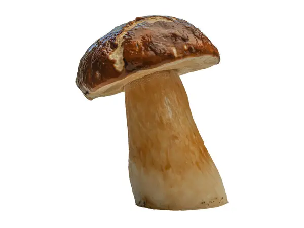 Bílé Lesní Houby Izolované Bílém Pozadí Boletus Edulis Cep Penny — Stock fotografie