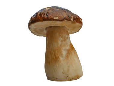 Beyaz arka planda izole edilmiş orman beyaz mantarı. Boletus edulis: ps, penny bun, porcini pr porcini bazidiomycete mantarıdır ve Boletus cinsinin bir türüdür..