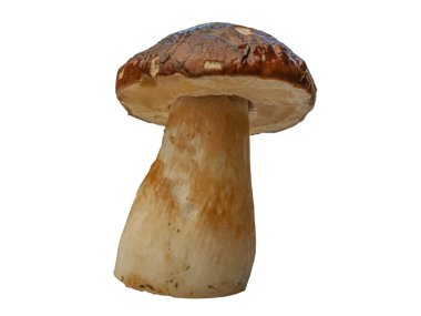 Beyaz arka planda izole edilmiş orman beyaz mantarı. Boletus edulis: ps, penny bun, porcini pr porcini bazidiomycete mantarıdır ve Boletus cinsinin bir türüdür..