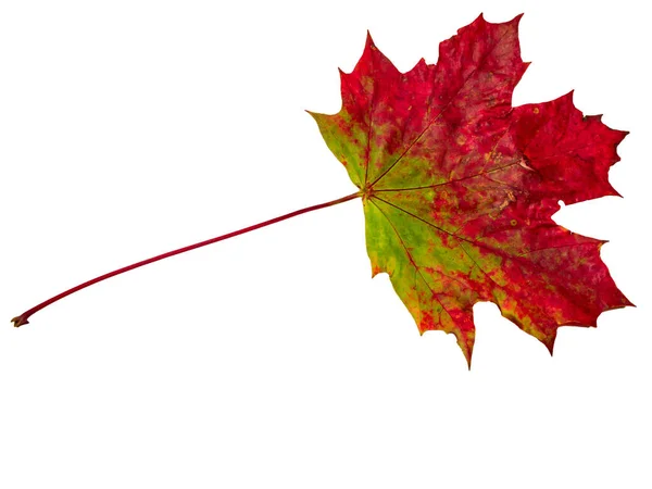 Foglia Acero Autunnale Rossa Gialla Isolata Fondo Bianco — Foto Stock