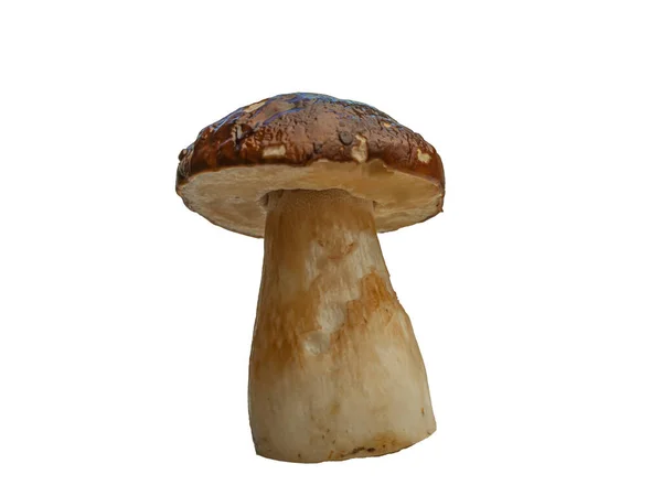 Skog Vit Svamp Isolerad Vit Bakgrund Boletus Edulis Cep Penny — Stockfoto