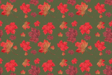 Sonbahar akçaağaç yaprakları pürüzsüz doku, sanat duvar kağıdı. Sonbahar kavramı. Renkli yaprak koleksiyonu. 