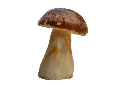 Beyaz arka planda izole edilmiş orman beyaz mantarı. Boletus edulis: ps, penny bun, porcini pr porcini bazidiomycete mantarıdır ve Boletus cinsinin bir türüdür..