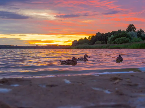 Panoramisch Uitzicht Avond Zonsondergang Meer Met Groene Bomen Mist Rustige — Stockfoto