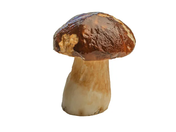 Bílé Lesní Houby Izolované Bílém Pozadí Boletus Edulis Cep Penny — Stock fotografie