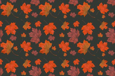 Sonbahar akçaağaç yaprakları pürüzsüz doku, sanat duvar kağıdı. Sonbahar kavramı. Renkli yaprak koleksiyonu. 