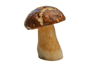 Beyaz arka planda izole edilmiş orman beyaz mantarı. Boletus edulis: ps, penny bun, porcini pr porcini bazidiomycete mantarıdır ve Boletus cinsinin bir türüdür..