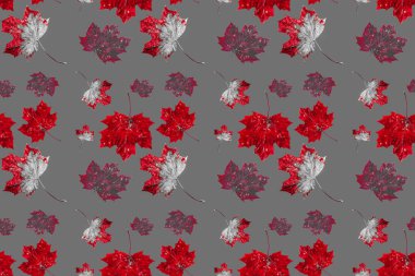 Sonbahar akçaağaç yaprakları pürüzsüz doku, sanat duvar kağıdı. Sonbahar kavramı. Renkli yaprak koleksiyonu. 