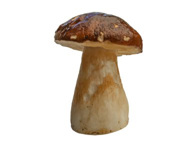 Beyaz arka planda izole edilmiş orman beyaz mantarı. Boletus edulis: ps, penny bun, porcini pr porcini bazidiomycete mantarıdır ve Boletus cinsinin bir türüdür..