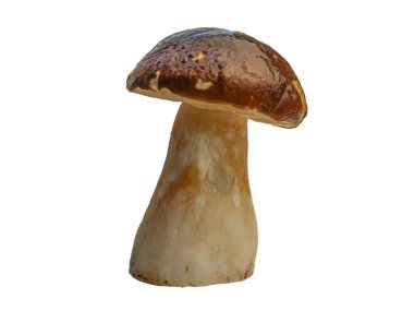 Beyaz arka planda izole edilmiş orman beyaz mantarı. Boletus edulis: ps, penny bun, porcini pr porcini bazidiomycete mantarıdır ve Boletus cinsinin bir türüdür..