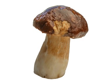 Beyaz arka planda izole edilmiş orman beyaz mantarı. Boletus edulis: ps, penny bun, porcini pr porcini bazidiomycete mantarıdır ve Boletus cinsinin bir türüdür..