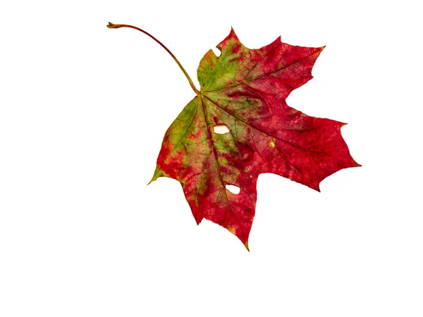 Красный Желтый Осенний Кленовый Лист Выделен Белом Фоне — стоковое фото