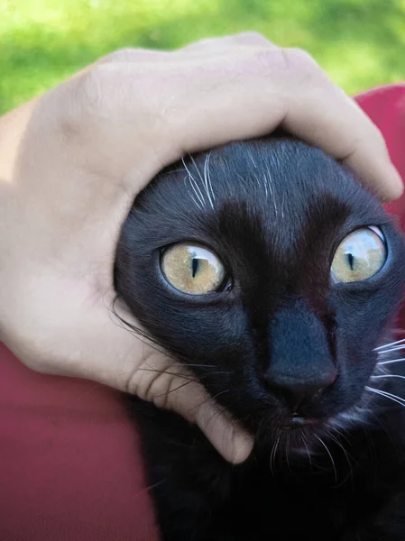 Joven Divertido Sorprendido Gato Mano Primer Plano —  Fotos de Stock