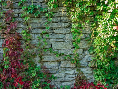 Çiçekli taş duvar. Eski taş doku duvar dokusu arkaplanı. 