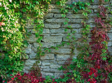 Çiçekli taş duvar. Eski taş doku duvar dokusu arkaplanı. 