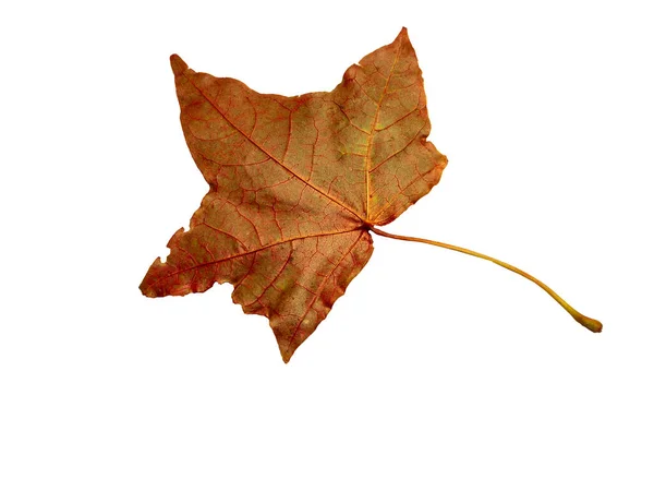 红色和黄色的秋天枫叶在白色的背景上被隔离 — 图库照片