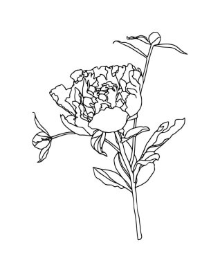 Beyaz arkaplanda izole edilmiş siyah şakayık çiçeği ana hatlı silüet çizimi.