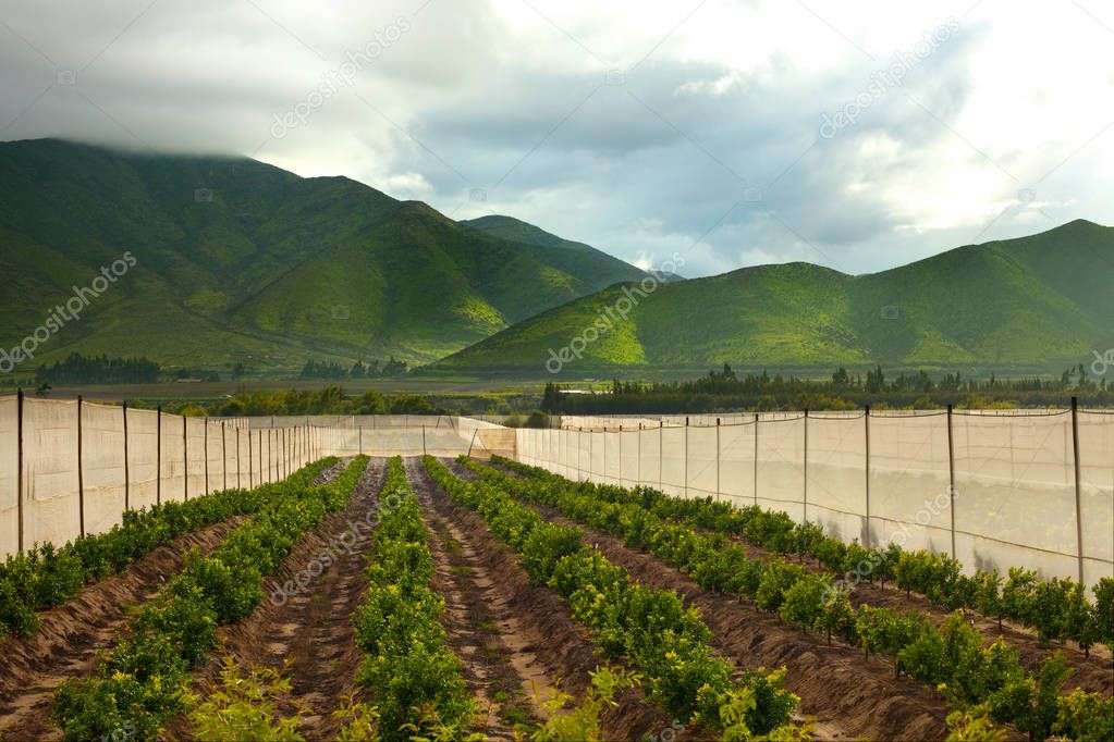 Orange orchards at Elqui Valley, Coquimbo region, Chile