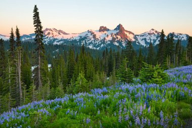 Cennet alan Rainier Dağı Milli Park, Washington State, ABD