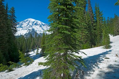 Nisqually Vista Trail'den Rainier Dağı, Rainier Dağı Ulusal Parkı, Washington State, Abd