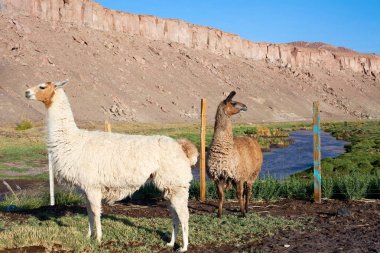 Atacama Çölü'ndeki Taira topluluğunda Alpakalar, Şili