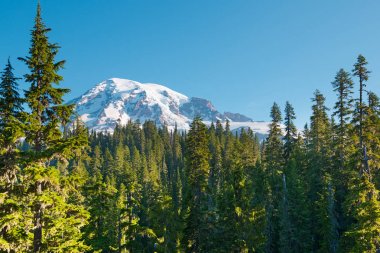 Orman ve Mount Rainier Rainier Dağı Milli Park, Washington State, ABD