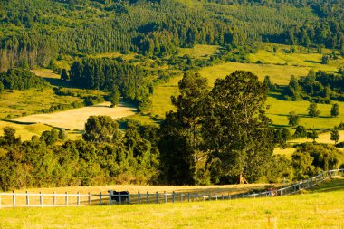 Cows at farms at the shores of Lake Llanquihue, X Region de Los Lagos, Chile clipart