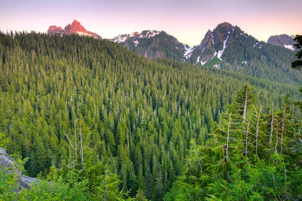 マウント レーニエ国立公園は アメリカ合衆国ワシントン州の森林 — ストック写真