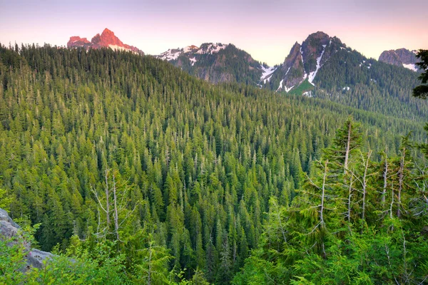 Floresta Parque Nacional Mount Rainier Estado Washington Eua — Fotografia de Stock